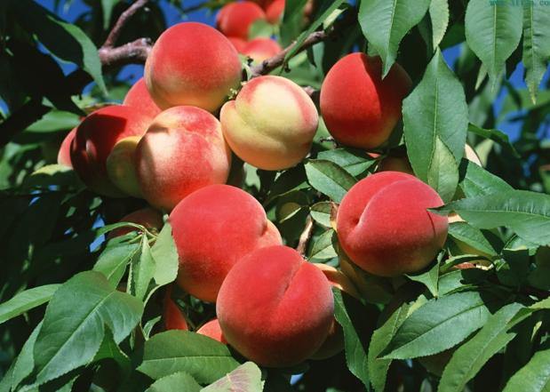 Peach Seeds  chinese Prunus Tree seed